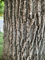 Fraxinus pennsylvanica