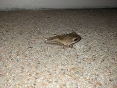 Polypedates megacephalus