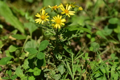 Jacobaea erratica