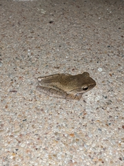 Polypedates megacephalus