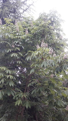 Aesculus indica