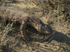 Varanus griseus caspius