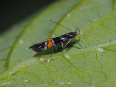 Cosmopterix zieglerella