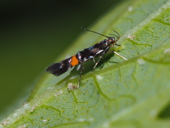 Cosmopterix zieglerella