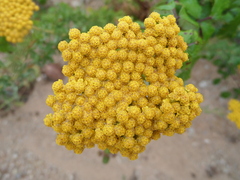 Achillea ageratum