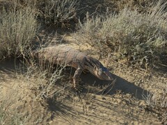 Varanus griseus caspius