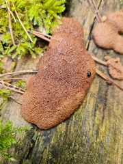 Tubifera magna