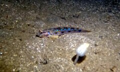 Acentrogobius pflaumii