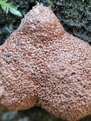 Tubifera magna