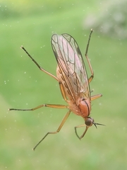 Empis stercorea