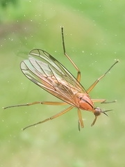 Empis stercorea