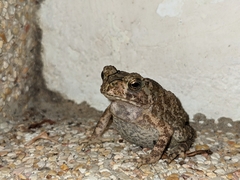 Duttaphrynus melanostictus
