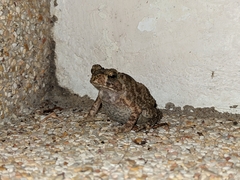 Duttaphrynus melanostictus
