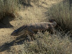 Varanus griseus caspius