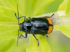 Cryptocephalus biguttatus