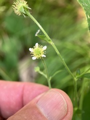 Geum virginianum