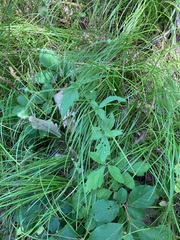 Geum virginianum