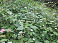 Actinidia kolomikta