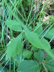 Geum virginianum