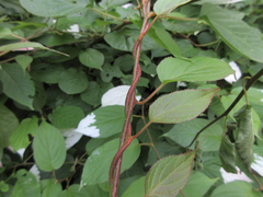 Actinidia kolomikta