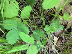 Geum virginianum