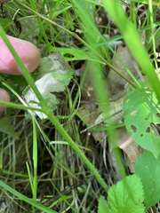 Geum virginianum