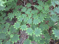 Acer pseudosieboldianum