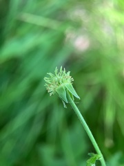 Geum virginianum