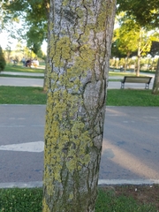 Liquidambar orientalis