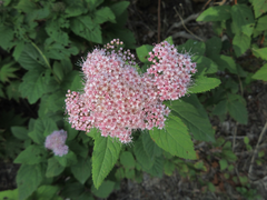 Spiraea fritschiana
