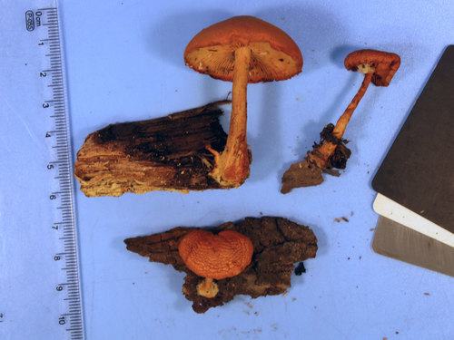 Gymnopilus (Photo 2 of 5)