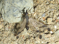 Panorpa sibirica