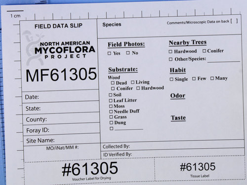 Gymnopilus (Photo 3 of 5)