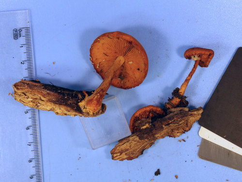 Gymnopilus (Photo 4 of 5)