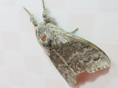 Calliteara pudibunda