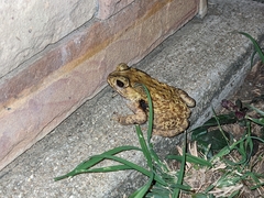 Duttaphrynus melanostictus