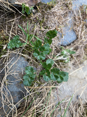 Thalictrum alpinum