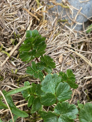 Thalictrum alpinum