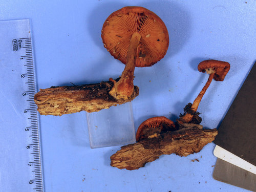 Gymnopilus (Photo 5 of 5)