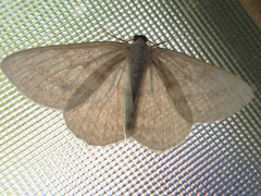 Taeniophila unio