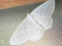 Taeniophila unio