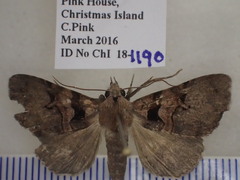 Avatha discolor