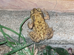 Duttaphrynus melanostictus
