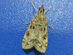 Eudonia puellaris