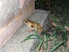 Duttaphrynus melanostictus