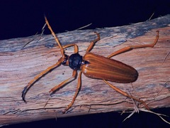 Schmidtiana spinicollis