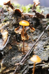 Conocybe filaris