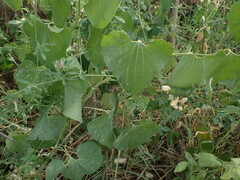 Aristolochia clematitis