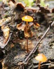 Conocybe filaris
