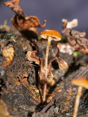 Conocybe filaris